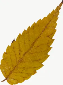 Yellow serrated autumn leaf, tall PNG with transparent background, real photo cutout