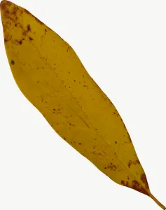Yellow willow autumn leaf PNG with transparent background, real photo cutout
