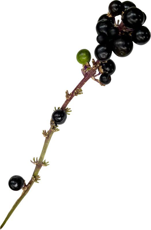 Black berry spray autumn leaf PNG with transparent background, real photo cutout