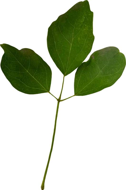 Green clover leaf autumn PNG with transparent background, real photo cutout
