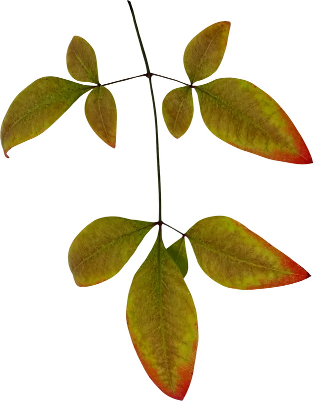 Green compound autumn leaf PNG with transparent background, real photo cutout