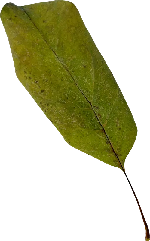 Green oblong autumn leaf PNG with transparent background, real photo cutout