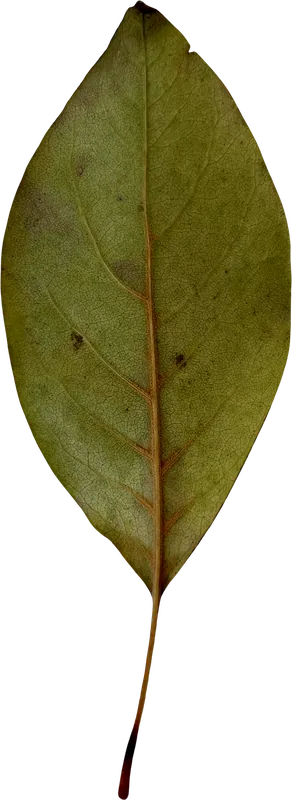 Green oval autumn leaf PNG with transparent background, real photo cutout
