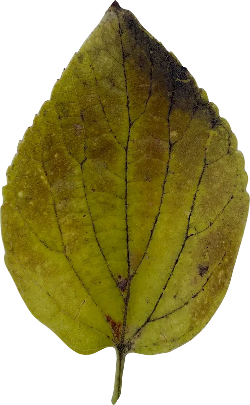 Green oval autumn leaf PNG with transparent background, real photo cutout