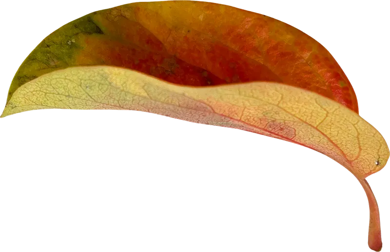 Two tone oval autumn leaf PNG with transparent background, real photo cutout