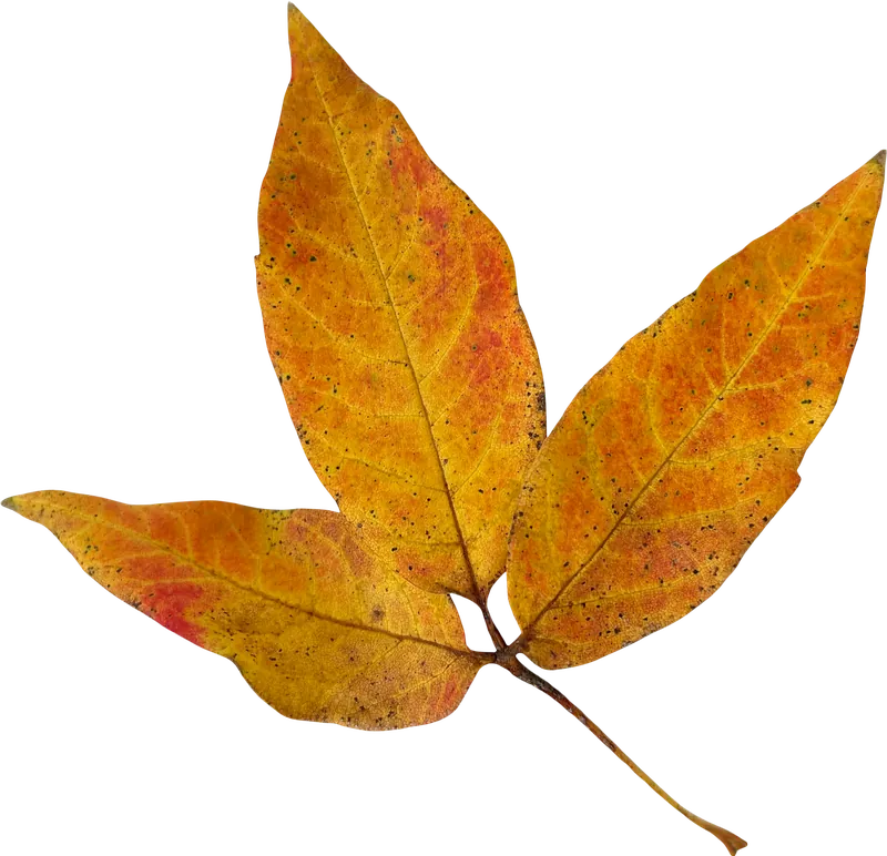 Yellow maple autumn leaf PNG with transparent background, real photo cutout