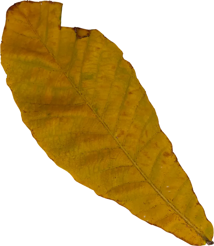 Yellow oval autumn leaf PNG with transparent background, real photo cutout