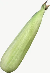 Baby corn PNG with transparent background, real photo cutout