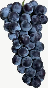 Black grape cluster, whole PNG with transparent background, real photo cutout