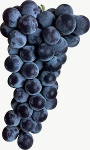 Black grape cluster, left-facing PNG with transparent background, real photo cutout