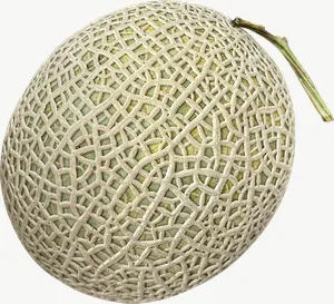 Cantaloupe melon PNG with transparent background, real photo cutout