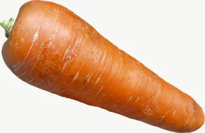 Carrot PNG with transparent background, real photo cutout