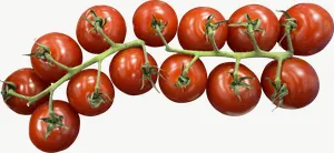 Cherry tomato cluster PNG with transparent background, real photo cutout