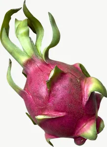 Dragon fruit, tall PNG with transparent background, real photo cutout