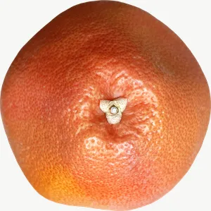 Grapefruit, halved PNG with transparent background, real photo cutout