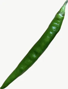 Green chili pepper, tall PNG with transparent background, real photo cutout