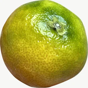 Green orange PNG with transparent background, real photo cutout