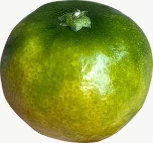 Green tangerine, whole PNG with transparent background, real photo cutout