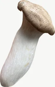 King oyster mushroom PNG with transparent background, real photo cutout