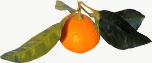 Kumquat branch PNG with transparent background, real photo cutout
