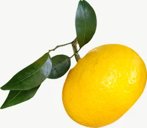 Lemon with leaves PNG with transparent background, real photo cutout