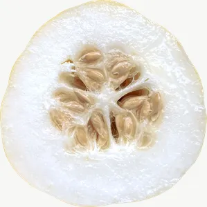 Melon half, pale PNG with transparent background, real photo cutout