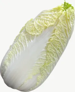 Napa cabbage PNG with transparent background, real photo cutout