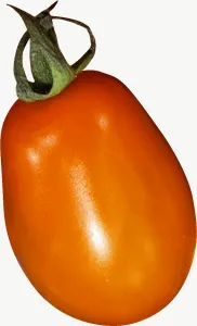 Orange tomato PNG with transparent background, real photo cutout
