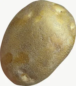 Potato, whole PNG with transparent background, real photo cutout