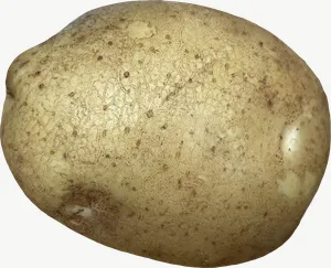 Potato, halved PNG with transparent background, real photo cutout