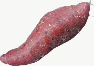 Purple sweet potato, whole PNG with transparent background, real photo cutout
