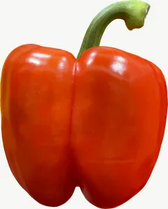 Red bell pepper, whole PNG with transparent background, real photo cutout