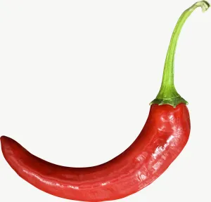 Red chili pepper PNG with transparent background, real photo cutout