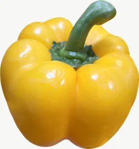 Yellow bell pepper, whole PNG with transparent background, real photo cutout