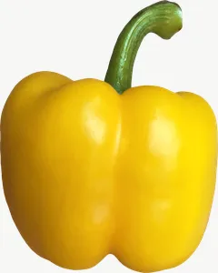 Yellow bell pepper, low bloom PNG with transparent background, real photo cutout