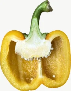 Yellow bell pepper half PNG with transparent background, real photo cutout
