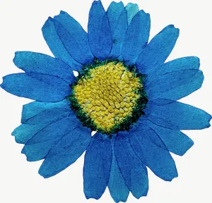 Pressed blue daisy flower, vivid PNG with transparent background, real photo cutout