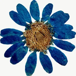 Pressed blue daisy flower, close-up PNG with transparent background, real photo cutout