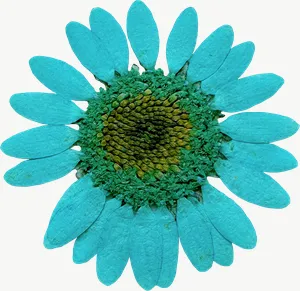Pressed blue daisy flower, loosely framed PNG with transparent background, real photo cutout