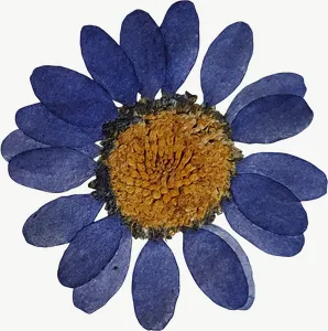 Pressed blue daisy flower, deep tone PNG with transparent background, real photo cutout