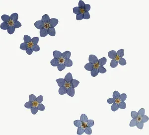 Pressed blue forget me not flower PNG with transparent background, real photo cutout