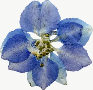 Pressed blue larkspur flower, close-up PNG with transparent background, real photo cutout