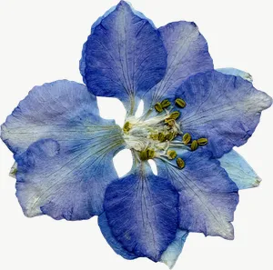 Pressed blue larkspur flower, loosely framed PNG with transparent background, real photo cutout