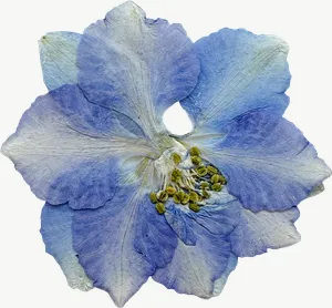 Pressed blue larkspur flower, tall PNG with transparent background, real photo cutout