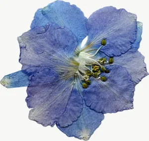 Pressed blue larkspur flower, wide PNG with transparent background, real photo cutout