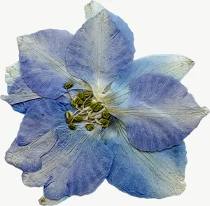 Pressed blue larkspur flower, with stem PNG with transparent background, real photo cutout