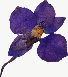Pressed blue larkspur flower, vivid PNG with transparent background, real photo cutout