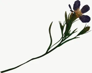 Pressed blue spray flower PNG with transparent background, real photo cutout
