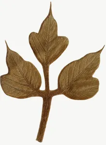 Pressed brown compound leaf, tall PNG with transparent background, real photo cutout
