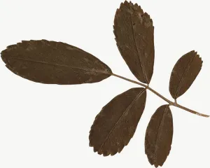 Pressed brown compound leaf, round PNG with transparent background, real photo cutout